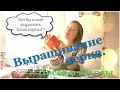 СУПЕР простой способ посева перца!!! Выращивание перца. 1. Посев и всходы перца