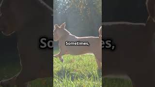 Why Do Dogs Chase Their Tails? 🐕