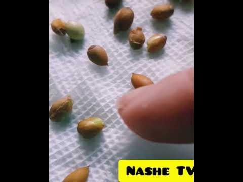 Вирощую мандаринове деревце дома#мандарин - YouTube