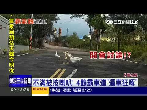 不滿被按喇叭！　4鵝霸車道「逼車狂啄」│三立新聞台