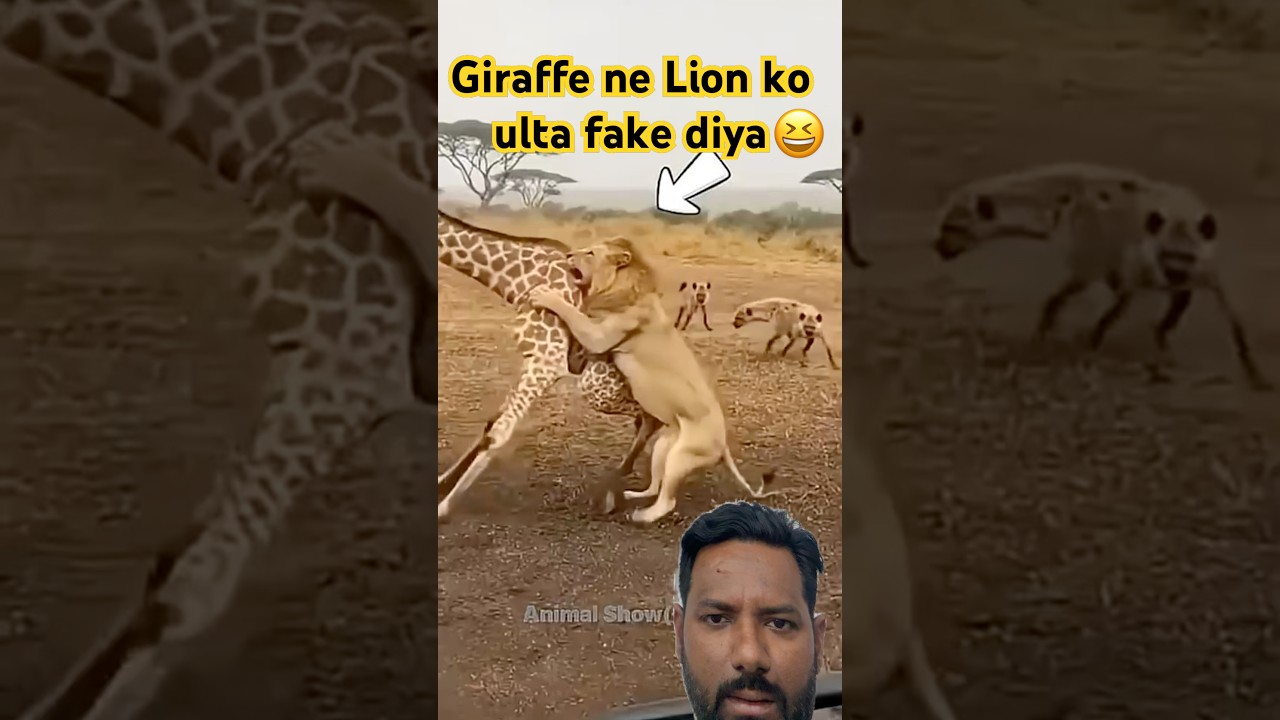 Momma Giraffe's EPIC Save! Lion Gets KO'd b ...😆😱 