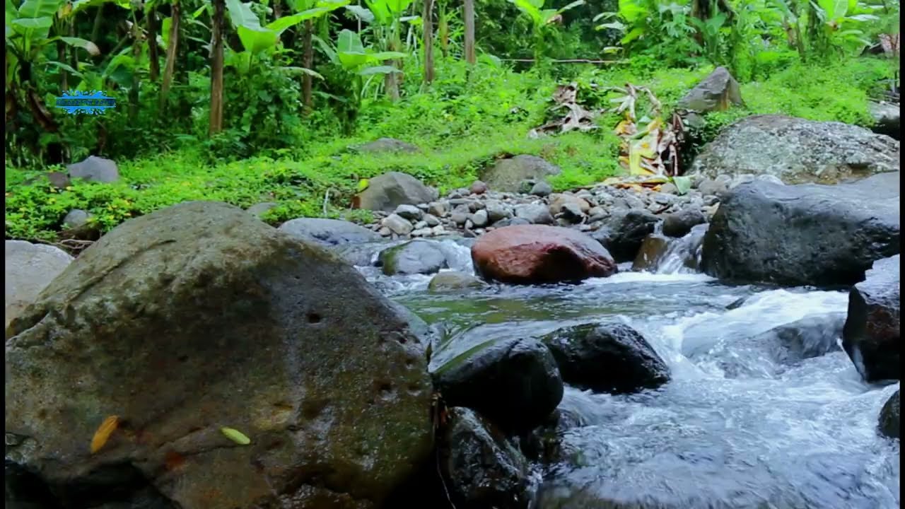 Peaceful Forest Morning  Flowing River & Birds ASMR 🌅🕊️