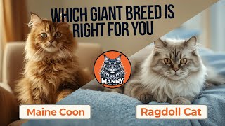 Maine Coon vs Ragdoll: Which Giant Cat Breed is Right for You