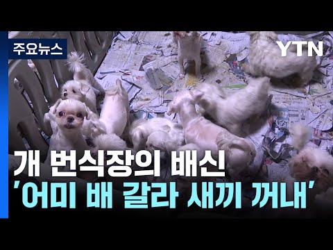 'Cutting Mothers Open to Extract Puppies'... The Betrayal of a 'Legal' Puppy Mill / YTN