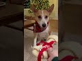 Christmas Wish Granted: Dog Gets His First Holiday Bone! 🦴🎅❤️  #funny #funnyanimal #pets #viral #dog