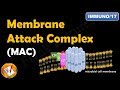 Membrane Attack Complex -  Terminal Steps of Complement  Pathways  (Part V) (FL-Immuno/17)