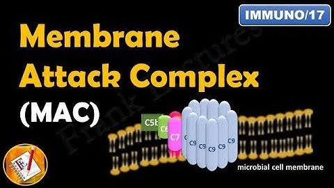 Membrane Attack Complex -  Terminal Steps of Complement  Pathways  (Part V) (FL-Immuno/17)
