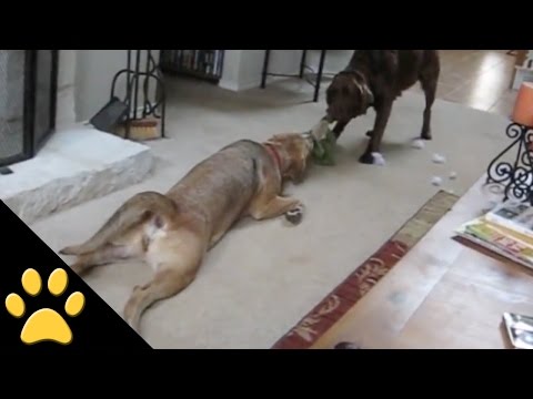 lazy-dogs:-compilation