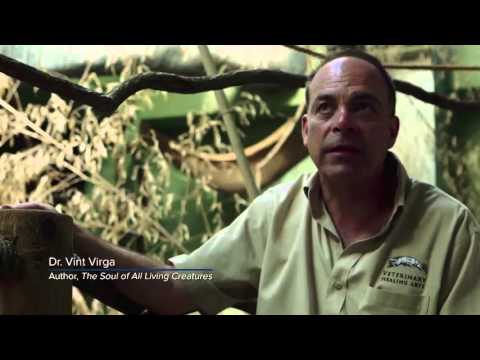 Trailer: The Loneliest Whale: The Search for 52