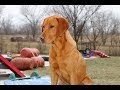 Fox Red Labrador Retriever Training Example