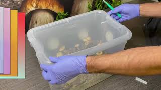 Harvesting your Monotub - Midwest Grow Kits Bulk Growing Series (pt. 3)