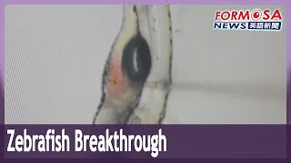 Researchers Transplant Tiny Human Lung Into Zebrafish