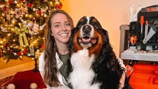 Bernese Mountain Dog And Toddlers Christmas