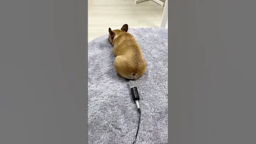 مقلب في الكلب هههه Prank In The Dog Haha 