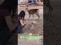 外国人観光客の赤ちゃん鹿は甘いものが大好き 🦌❣️