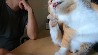 父と一緒に寝たいから視界に入って来てアピールする娘猫