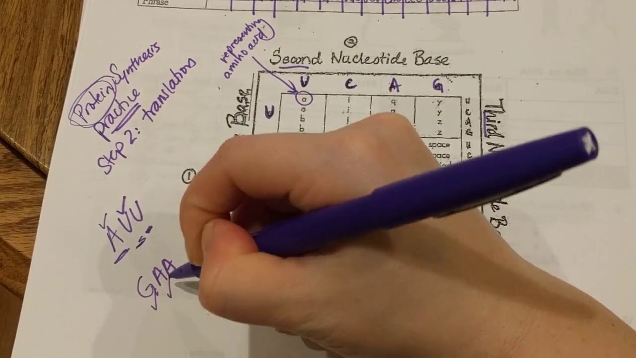 Transcription Translation And Codon Chart Practice