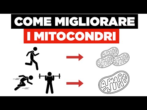 Video: Cosa fanno le creste per i mitocondri?