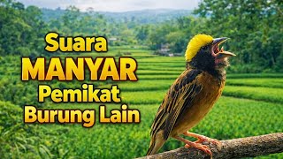 Suara Manyar Gacor Banget!! Auto bikin emosi dan ikut gacor!! 🐦🔥