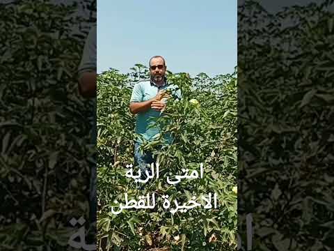 امتى تكون رية القطن الاخيرة علشان المحصول مايقلش