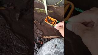 Snakehead fishing tips - SNAKEHEAD FISH #shorts #fish #channa #viralvideo
