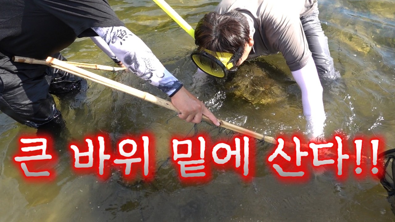 남대천 바위밑에 갯지렁이를 넣어보자!!이건 지금꼭 먹어야 합니다!