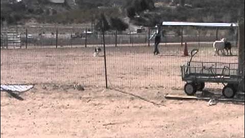 Scusi gets her AKC Herding Test Title