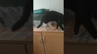 Любопытный Кот — С Днем Кошек! 1 Марта!