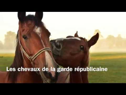 Les chevaux de la garde républicaine - Choftim