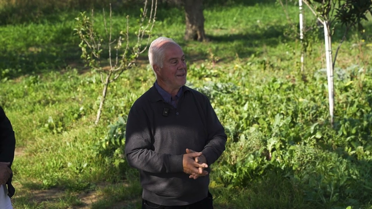 La rinascita degli ulivi