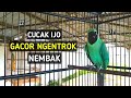 Cucak Ijo Gacor Jamtrok Nembak Full Isian Mp3 - Mp4 Download