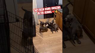 THEY BEEN DOING AMAZING👌❤️ #funny #americanbully #puppies #viral #pup #doglove #pups #dogshort