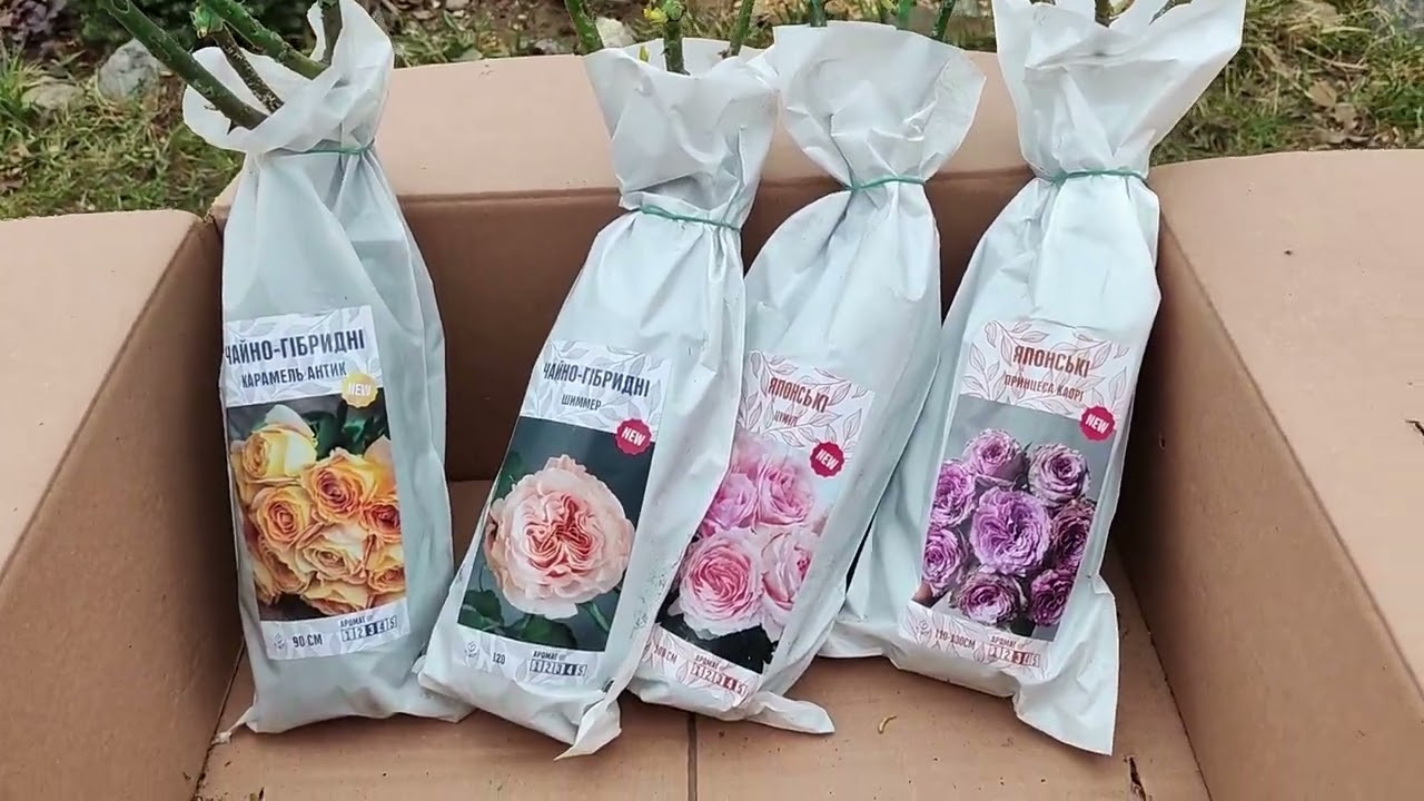 Розпаковка троянд від ,,Вовк