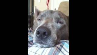 Goofy Dog Nose Twitch