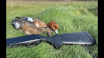 Wigeon Flighting - WILDFOWLING - Duck hunt