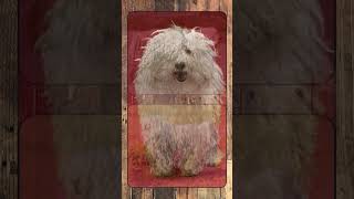 Komondor, Breed Spotlight Shorts #doglover #canineenrichment #caninechronicle #caninebehavior
