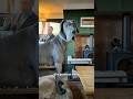The greatest thing… 🐕  #puppy #greatdane  #doglife