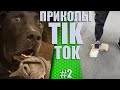 СБОРКА ПРИКОЛОВ TIK TOK😆 | 😆ЛУЧШЕЕ ИЗ TIK TOK #2