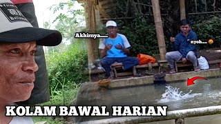 NYOH ‼️ TAHKLUK KAN KOLAM BAWAL SEHARIAN - mancing kolam bawal pagonan