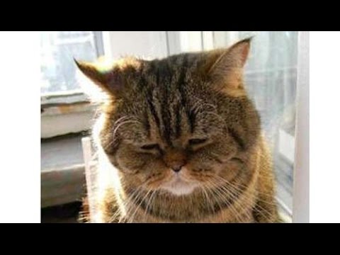 猫 癒し しょんぼり顔のねこちゃん Youtube