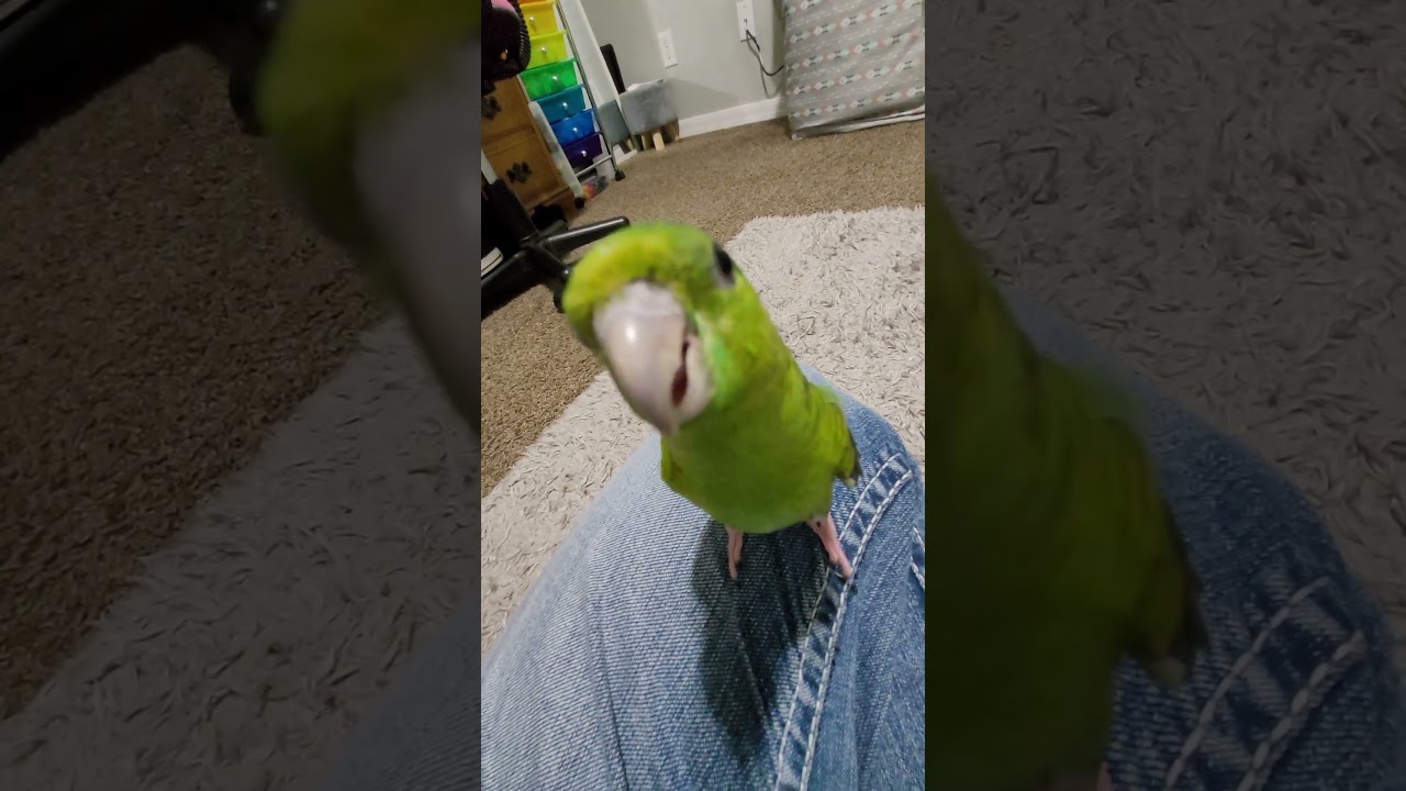 Otis the lineolated parakeet                        