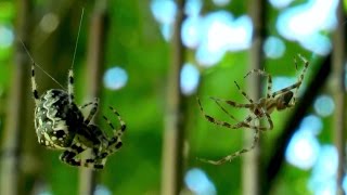 Female spider eats a male after mating