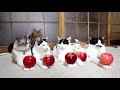 紅玉りんごを乗せた5匹の猫 Apple on the cat 191213