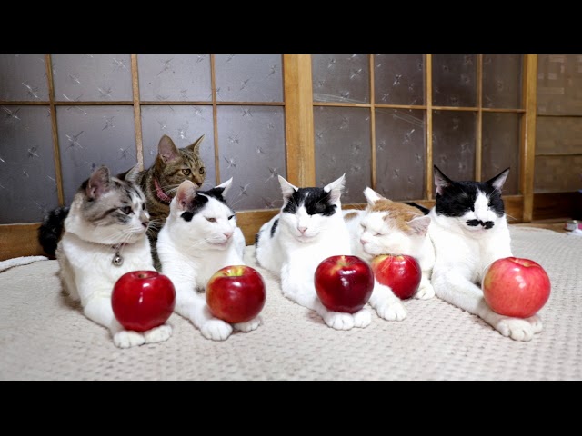 紅玉りんごを乗せた5匹の猫 Apple on the cat 191213