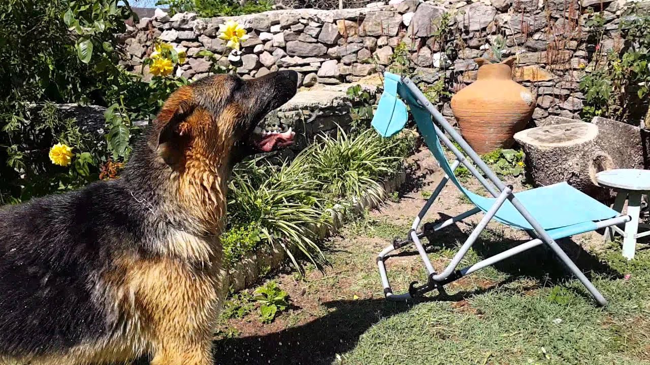 Ev Bezgini, dev Alman kurt köpeği Alfa ile&hellip; YouTube