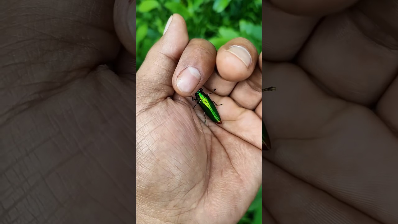 It is the Smaller shiny jewel beetle part 2❤️