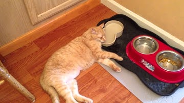 Super Lazy Cat Drinks Laying Down