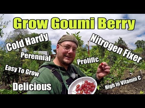 Grow Goumi Berry| A Delicious Sweet Berry That Fixes Nitrogen Into The Soil!