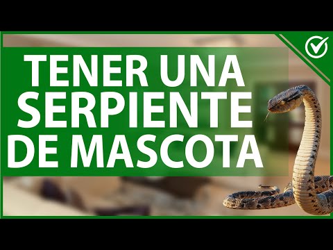 Video: Primeros días con una nueva serpiente mascota