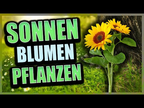 Sonnenblumen selber aussäen
